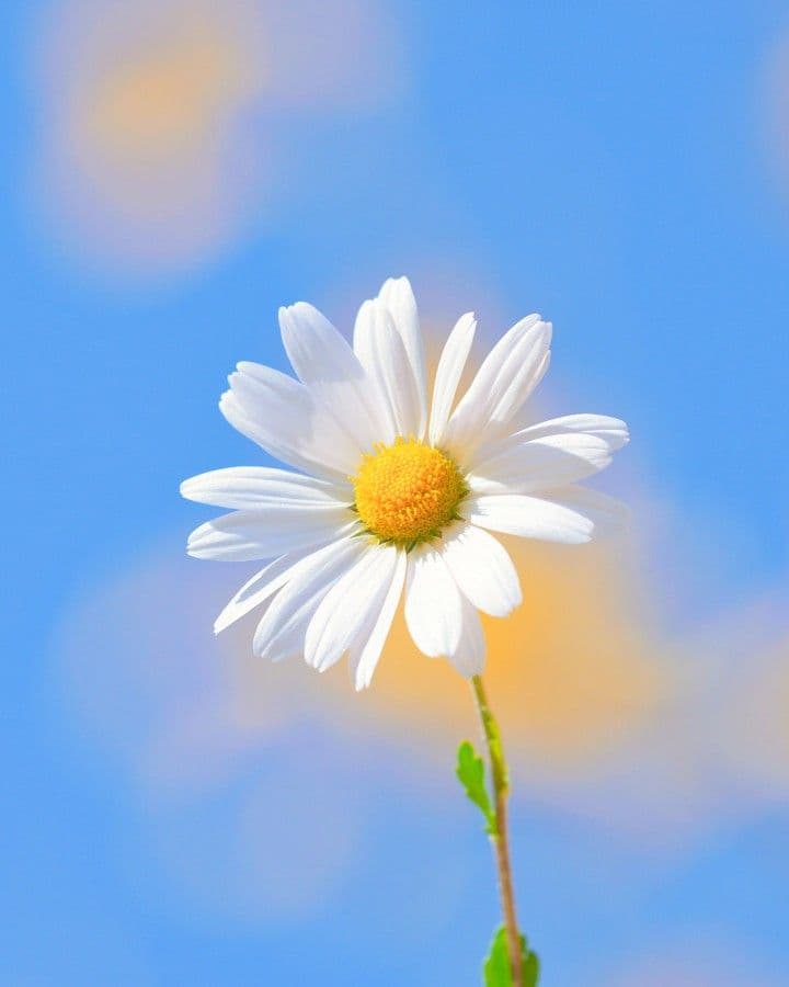 Good morning (Ins.)