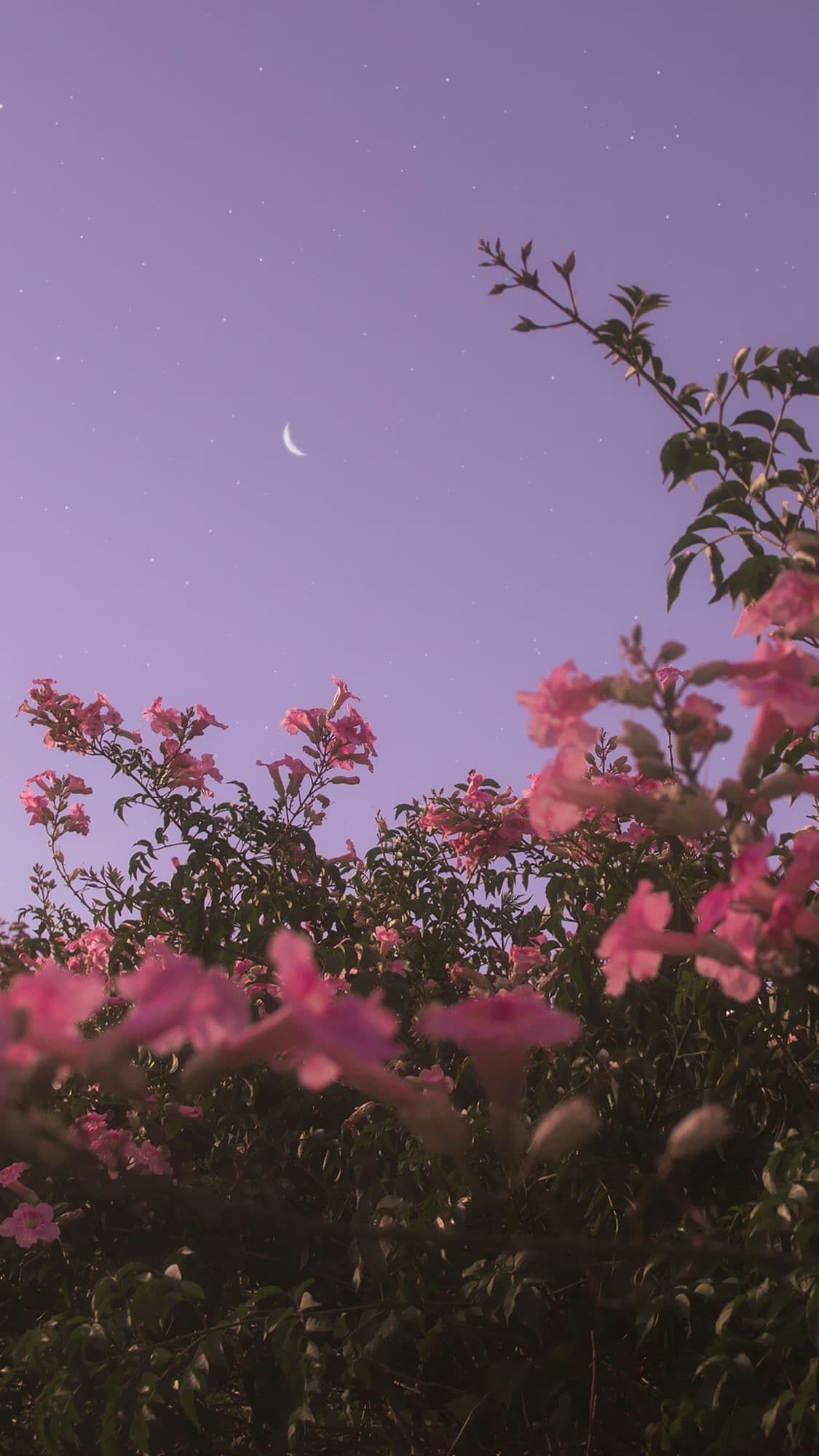 BLOOM