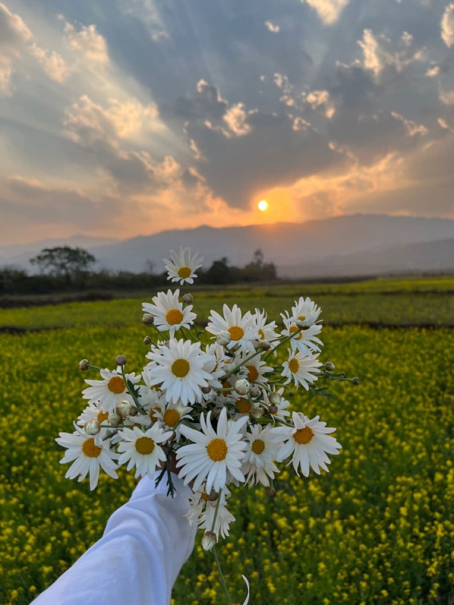 Greeting (Ins.)