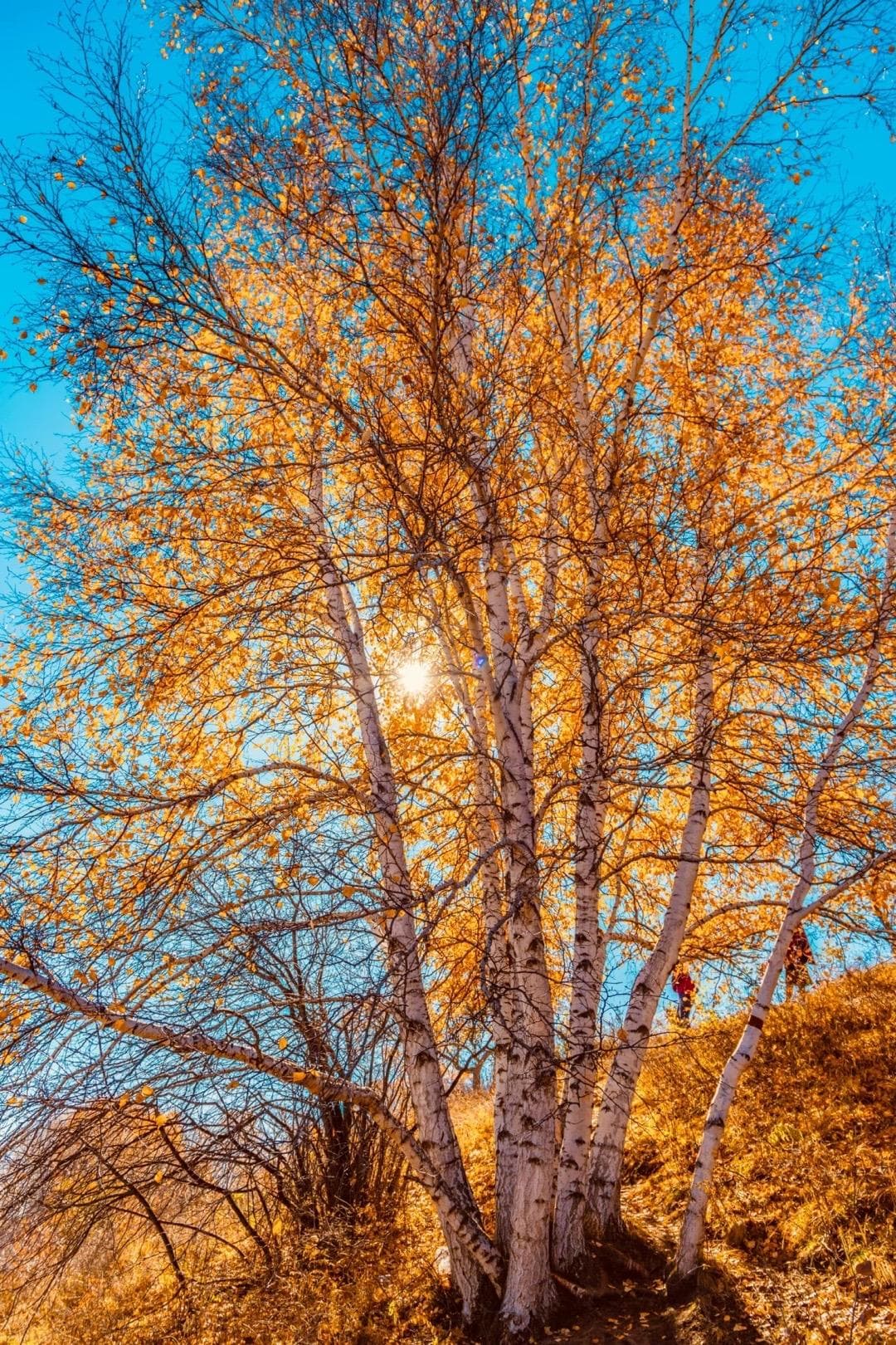 https://res.cloudinary.com/drpksxymr/image/upload/v1717582085/2_xncpv6.jpg